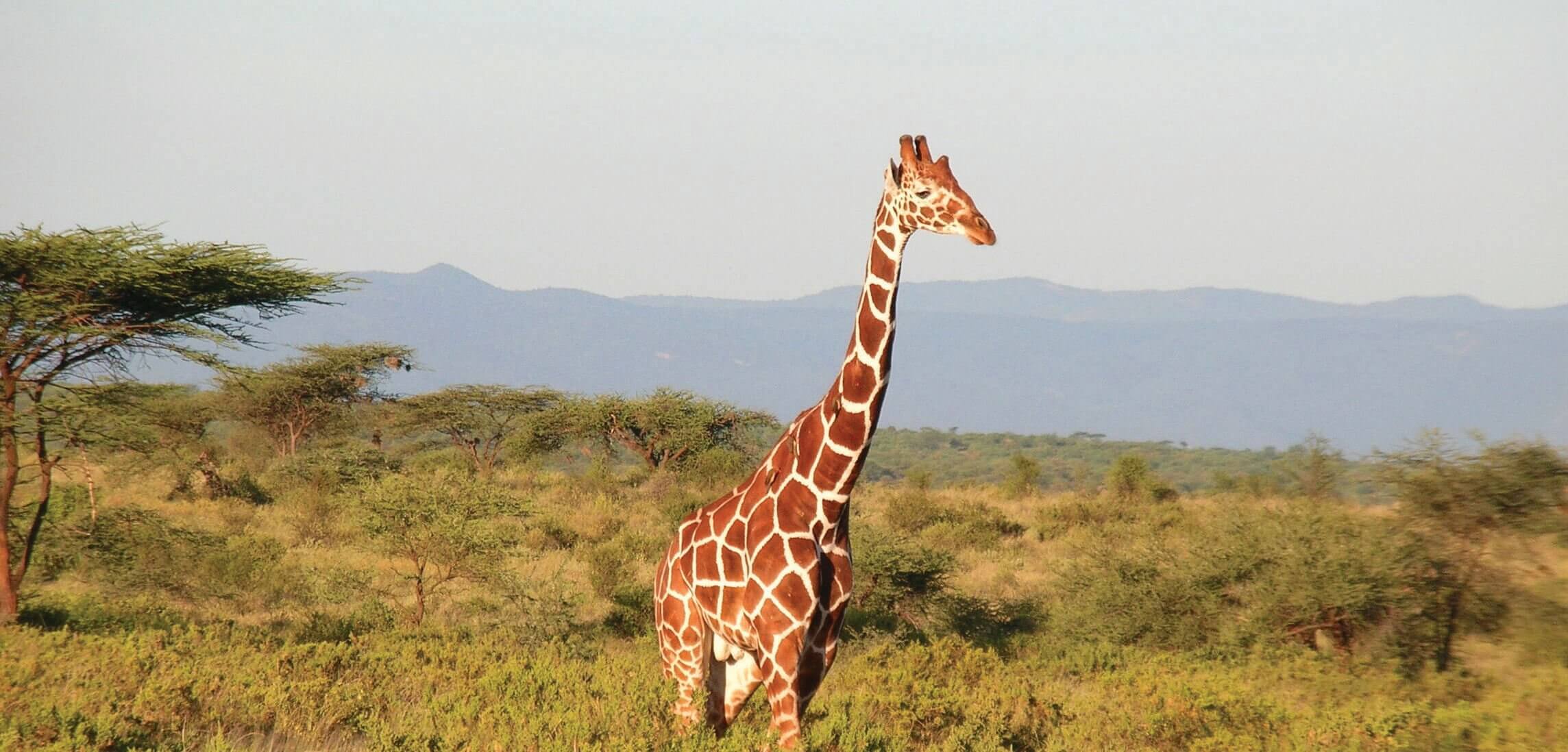 Kenya - Country Giraffe