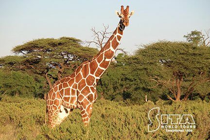 Kenya - Giraffe